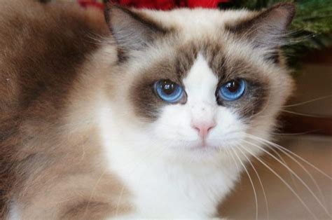 Adorable Grand Champion Ragdoll Kittens For Adoption Riterags