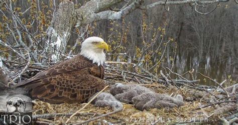eagle trio along mississippi river continues to capture online attention