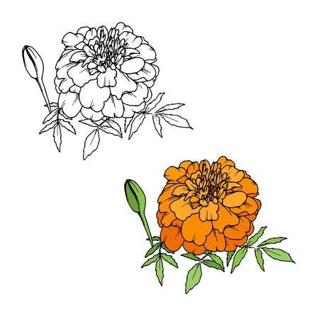 Download 2,021 flower line drawing free vectors. Image result for marigold line art | Line art drawings ...