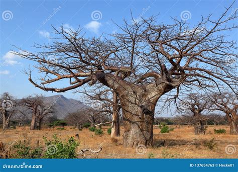 Baobab Trees In Africa Stock Image Image Of Malawi 137654763