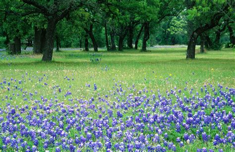 How To Find Wildflowers In The Texas Hill Country
