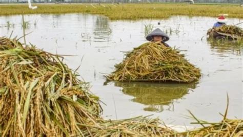 Puluhan Hektare Lahan Sawah Di Karawang Terendam Banjir Akibat Sungai