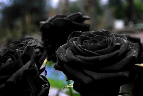 Rosa chinensis 'viridiflora' is a natural green rose. FACT CHECK: 'Rare Black Rose' Only Grows in a Village in ...