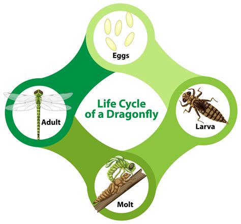 Diagram Showing Life Cycle Of Dragonfly 1868507 Vector Art At Vecteezy