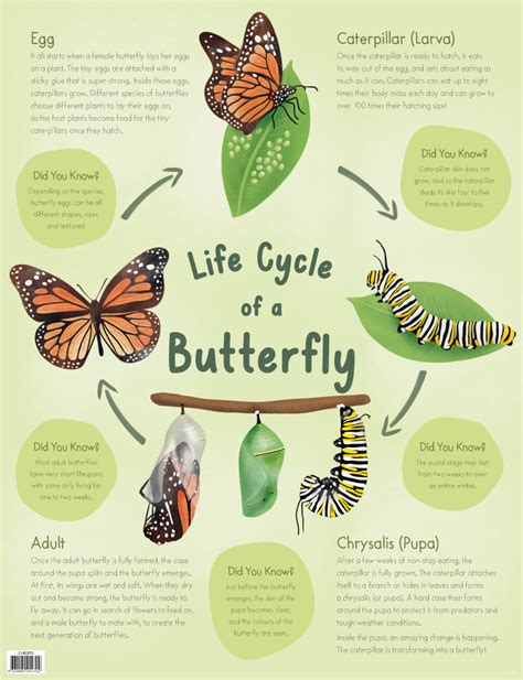 Life Cycle Of A Butterfly Chart Merit And Award Classroom Resources