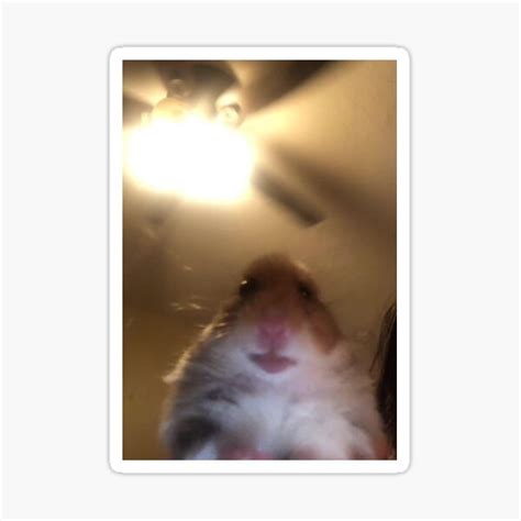 Staring Hamster Meme Sticker For Sale By Memesndeams Redbubble