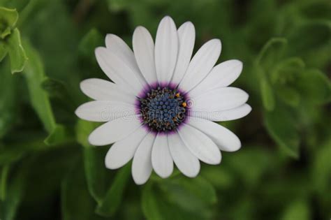 Top View Closeup Of White Cape Daisy With A Purple Center Flower In The