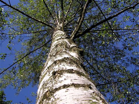 Birch Tree Free Photo Download Freeimages