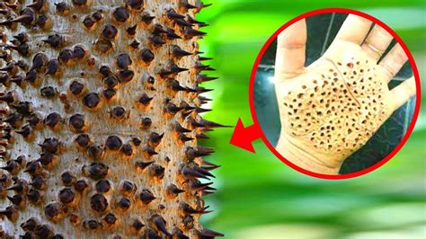 10 Deadliest Trees You Should Never Touch Youtube