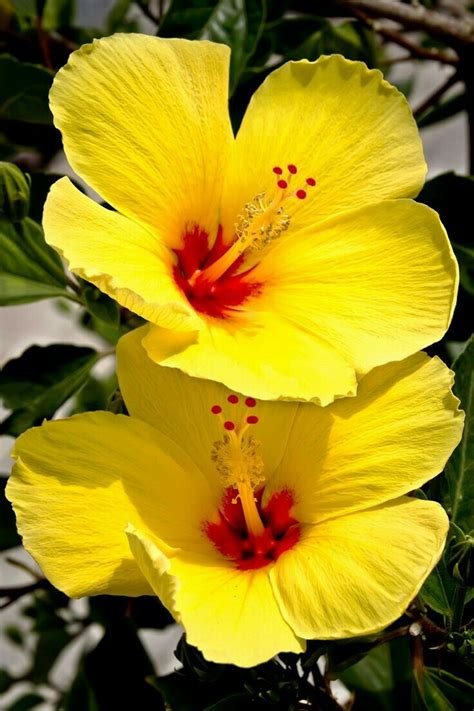Yellow Hibiscus Hibiscus Plant Amazing Flowers Yellow Flowers