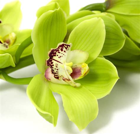 Green Cymbidium Orchid Flower Stock Images Download 2 244 Royalty Free Photos