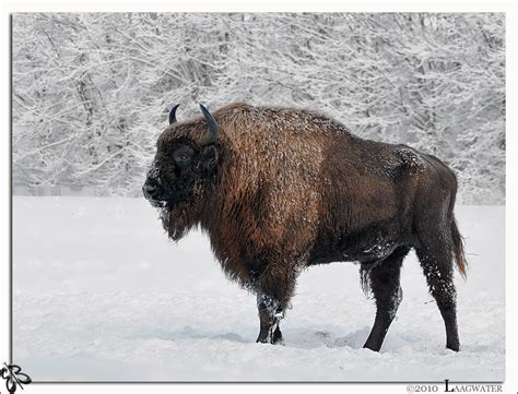 It can be fitted with various modules, for cargo carrying, medical use, troop transport, and so on. Wisent