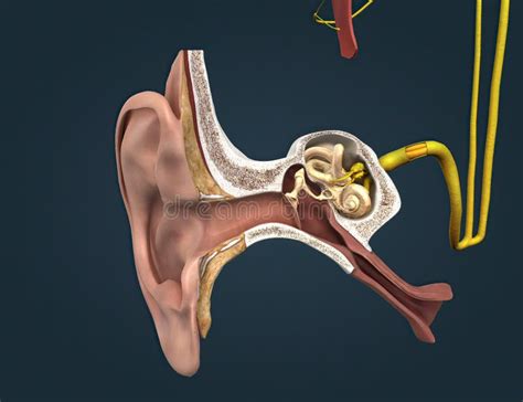 Sound Passes Through The Ear And Carries Signals To The Brain Stem