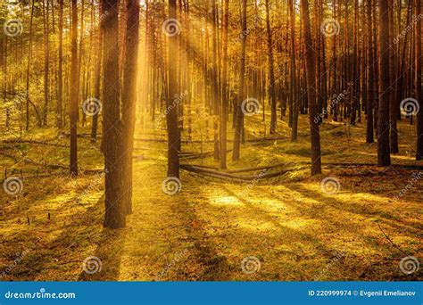Sunset Or Sunrise In The Autumn Pine Forest Sunbeams Shining Between