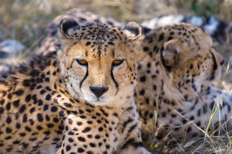 Cheetah Conservation Fund Namibia