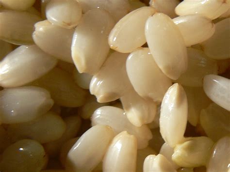 Howto Make Gbr Germinated Or Sprouted Brown Rice 6 Steps With