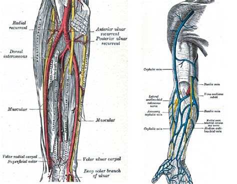 Arterial And Venous Network In The Forearm Download Scientific Diagram