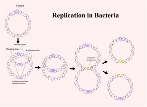 dna replication in bacteria