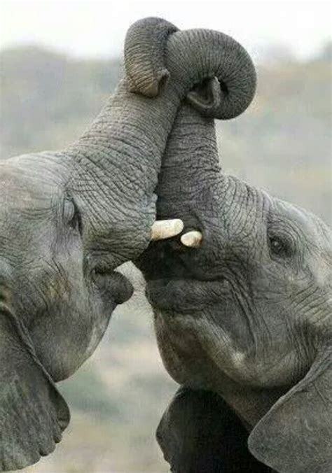 Gimme A Kiss Getaway Magazine Elephant Baby Animals Animals Wild