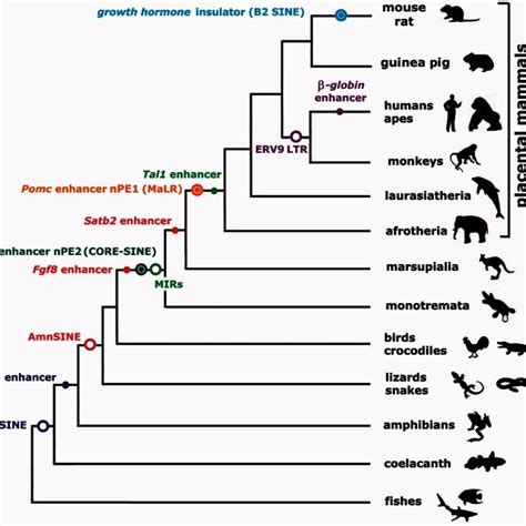 Scheme Of Vertebrate Phylogenetic Tree Showing Well Characterized