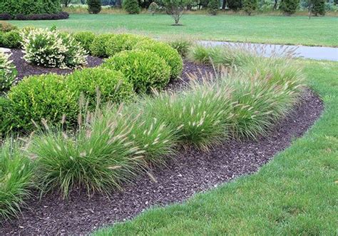 Best 5 Ornamental Grasses For Texas Landscapes In 2021 Ornamental