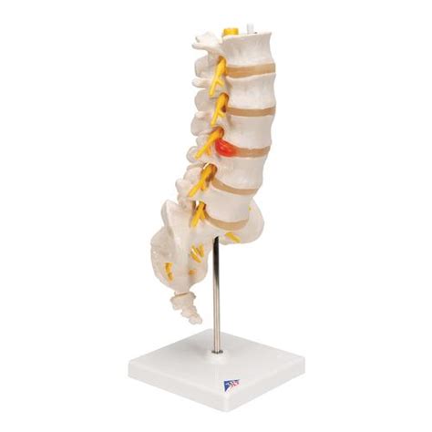 Anatomical Teaching Models Plastic Vertebrae Model Lumbar Spinal Column