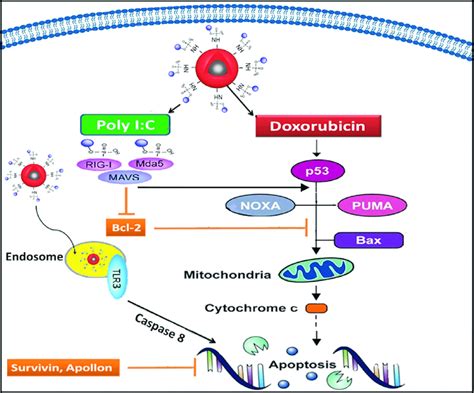 Simplified Schematic Representation For The Molecular Pathway Of Poly Download Scientific