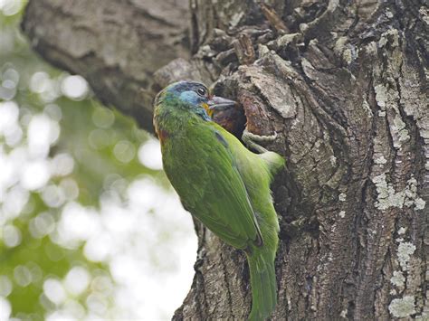 Fotos Gratis Naturaleza Rama Fauna Silvestre Verde Pico Monje