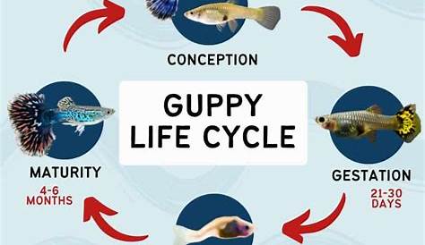 guppy fry growth chart