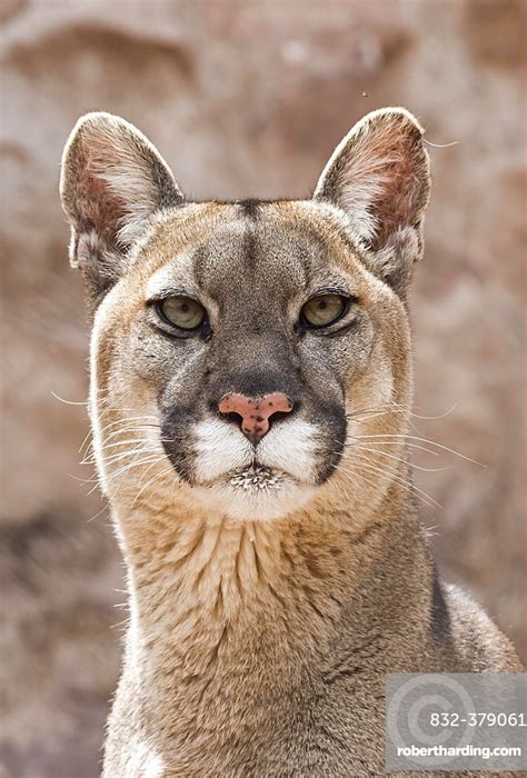 Cougar Puma Concolor Portrait Captive Stock Photo