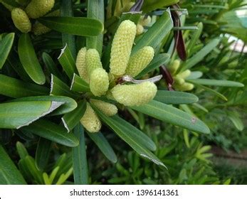 Large Shrub Pittosporum Tobira Fruits Green Leaves Images Stock Photos Vectors Shutterstock