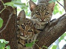 Bobcat kittens diamond painting cute portrait embroidery design house wall decor. Bobcat - Wikipedia, the free encyclopedia