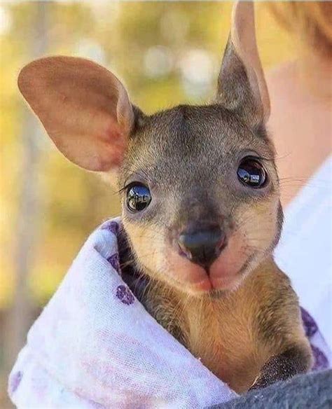 This Rescued Baby Kangaroo Aww Cute Animals Cute Baby Animals
