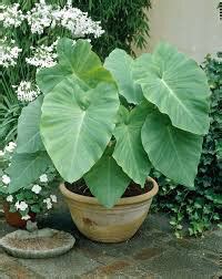 Find where this species is invasive in the. Elephant Ear 10 gal - Mammoth