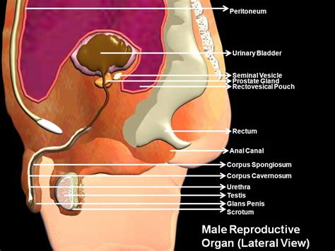 Subhaditya Infoworld Human Male Reproductive Organs