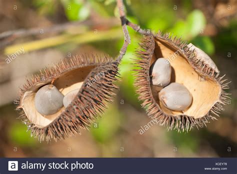 Spiky Seed Pod Stock Photos And Spiky Seed Pod Stock Images Alamy