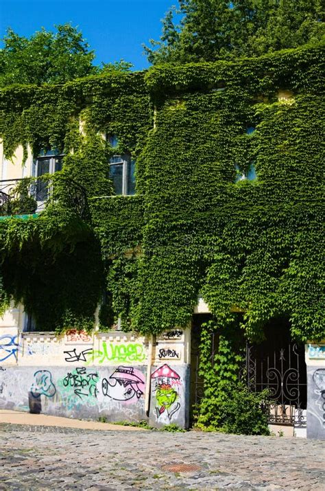 Old Abandoned Yellow House Covered With Ivy Green Ivy Plant Climbing