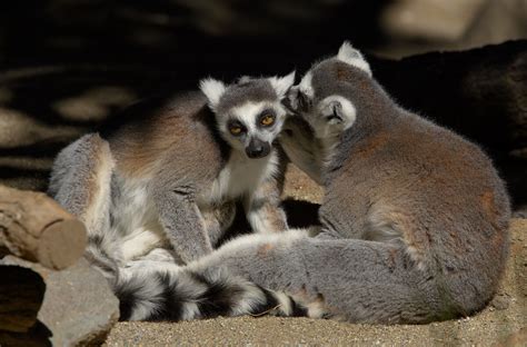 Lemur San Diego Zoo Animals And Plants