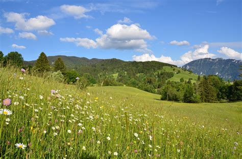 Free summer meadow Stock Photo - FreeImages.com