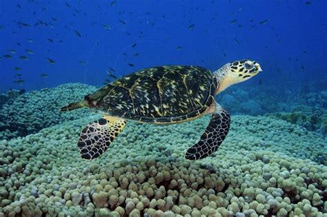 A short video showing the hawksbill sea turtle. Hawksbill Sea Turtle Facts | Anatomy, Diet, Habitat ...