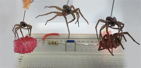 une araignée morte transformée en robot ou necrobot le blob l extra média