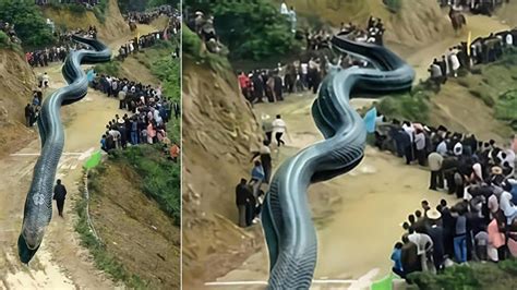10 Biggest Snakes In The World Ever Found In 2020 World