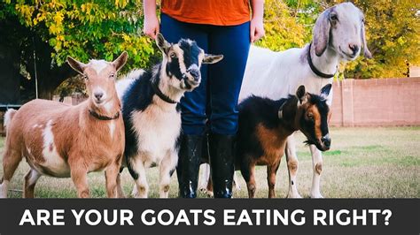 A Simple Guide To Feeding And Caring For Goats Meet Our Goats