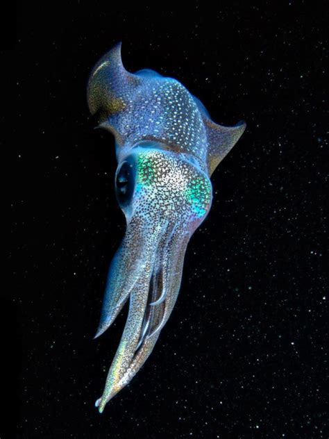 Galactic Squid A Bioluminescent Squid Off The Cost Of