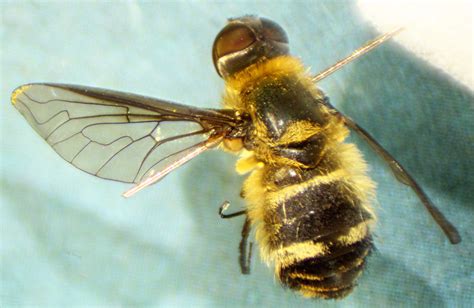 Bee fly - Life and Opinions - Life and Opinions