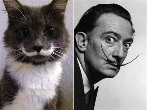 Cats That Look Like Celebrities