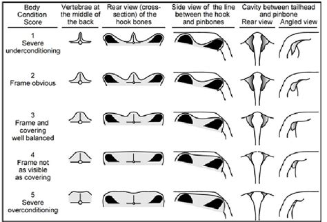 Body condition can be evaluated easily by visual appraisal while driving or 3 body condition depends on cattle nutritional requirements and past nutrient intake. Dairy Cattle Body Condition Scoring Chart (Edmonson et al ...