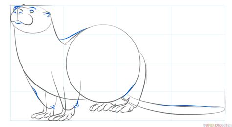 How to draw a River Otter | Step by step Drawing tutorials