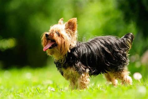 Yorkshire Terrier Price Range How Does The Cost Differ And Why The