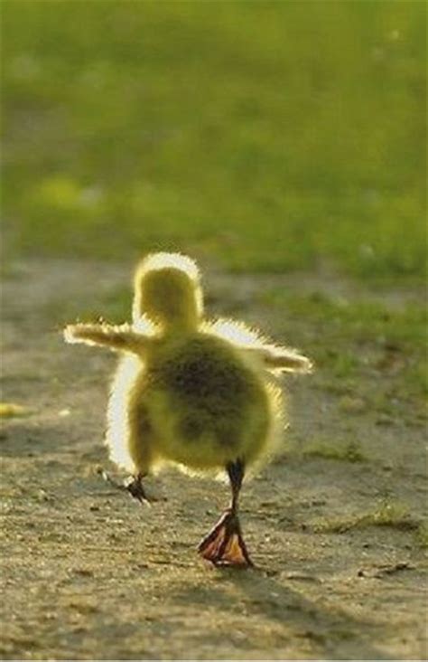 12 Best Ugly Ducklings Images On Pinterest Ugly Duckling